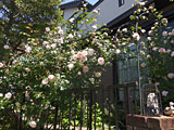 バラのお庭